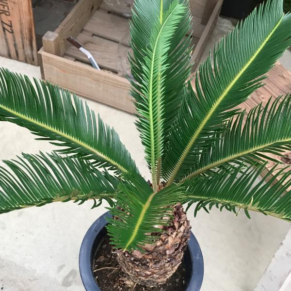 蘇鉄 ソテツ 良品 庭木 地植え 鉢植え 観葉植物 縁起の良い植物 送料無料 Buyee Buyee 提供一站式最全面最專業現地yahoo Japan拍賣代bid代拍代購服務 Bot Online