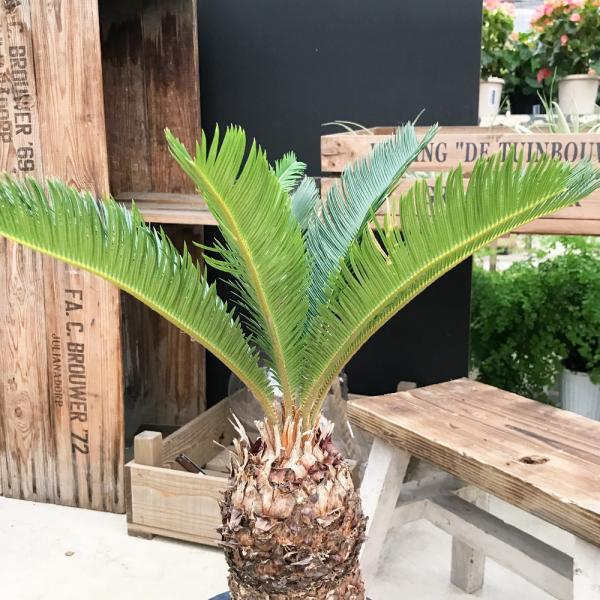蘇鉄 ソテツ 良品 庭木 地植え 鉢植え 観葉植物 縁起の良い植物 送料無料 Buyee Buyee 日本の通販商品 オークションの代理入札 代理購入