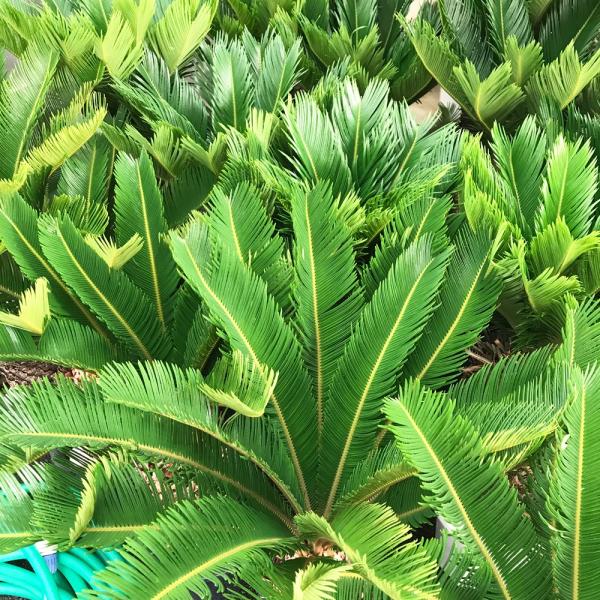 蘇鉄 ソテツ 良品 庭木 地植え 鉢植え 観葉植物 縁起の良い植物 送料無料 Buyee Buyee 提供一站式最全面最專業現地yahoo Japan拍賣代bid代拍代購服務 Bot Online