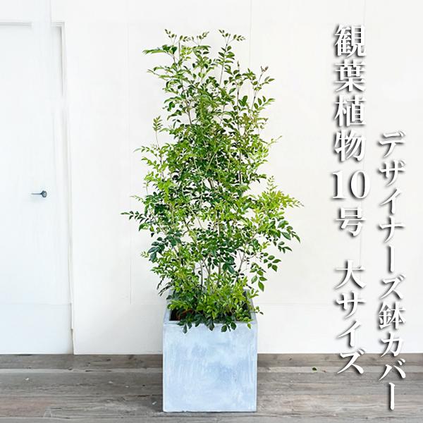 シマトネリコ 観葉植物 トネリコ 大型 10号 キューブ型 高級鉢カバー付