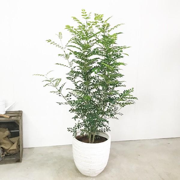 シマトネリコ ホワイトテラコッタ鉢植え 送料無料 トネリコ 観葉植物 株立ち 鉢植え ホワイトテラコッタ Buyee Buyee Japanese Proxy Service Buy From Japan Bot Online