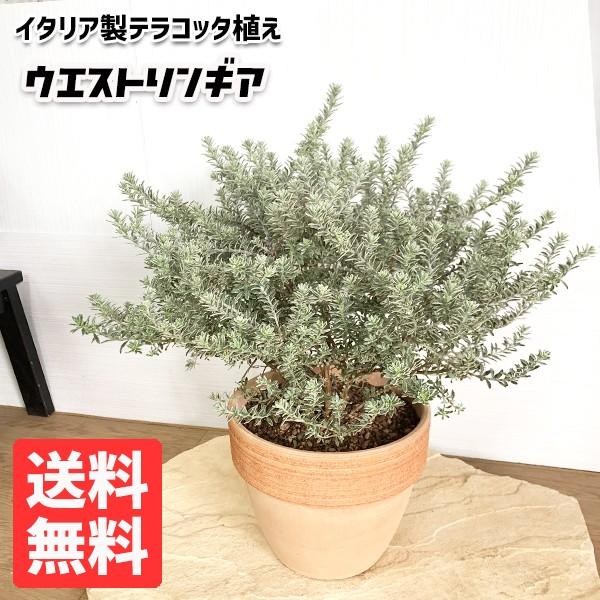 ウエストリンギア スモーキーホワイト イタリア製テラコッタ鉢 送料無料 テラコッタ植え 鉢植え 観葉植物 苗 苗木 ベランダ テラス バルコニー ハーブ Buyee Buyee 提供一站式最全面最专业现地yahoo Japan拍卖代bid代拍代购服务 Bot Online