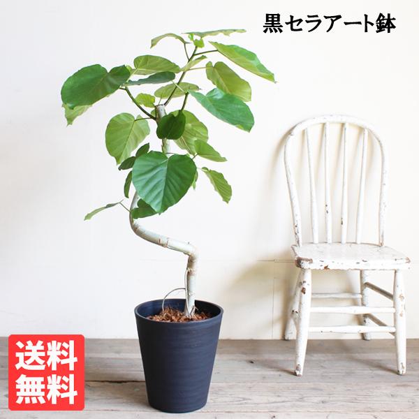 フィカス ウンベラータ ループ樹形 観葉植物 黒セラアート鉢 8号 ゴム