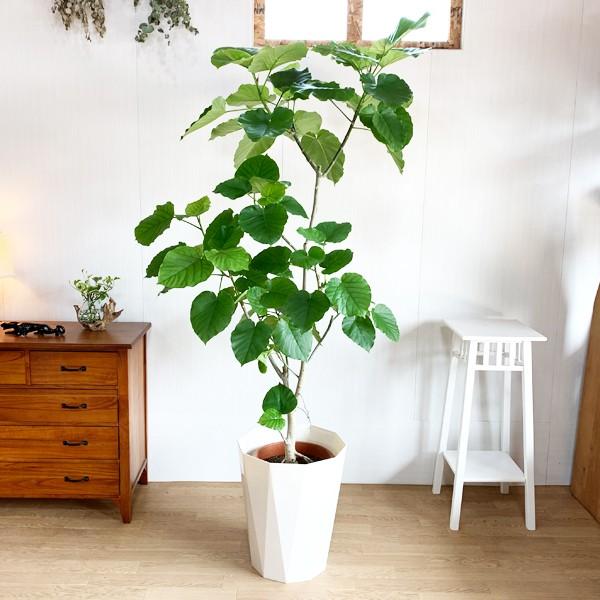 法人宛送料無料 フィカス ウンベラータ ゴムの木 大サイズ 大鉢 １０号鉢 観葉植物 大型 ウランベータ Buyee Buyee Japanese Proxy Service Buy From Japan Bot Online