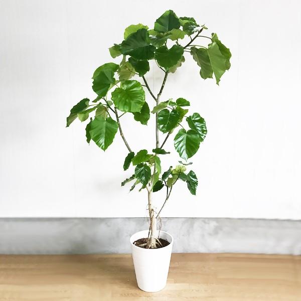 法人宛送料無料 フィカス ウンベラータ ゴムの木 ホワイトセラアート鉢 大型 大鉢 １０号鉢 大きい ウランベータ 観葉植物 Buyee Buyee 提供一站式最全面最專業現地yahoo Japan拍賣代bid代拍代購服務 Bot Online