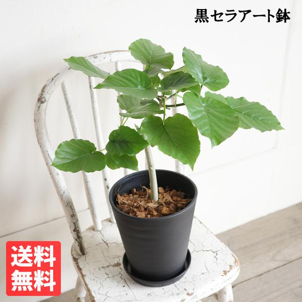 【現品・現地取り限定】フィカス ウンベラータ　超美品！希少！約200cm 観葉植物 フィカス ウンベラータ 8号 ノーマル ラスターポット