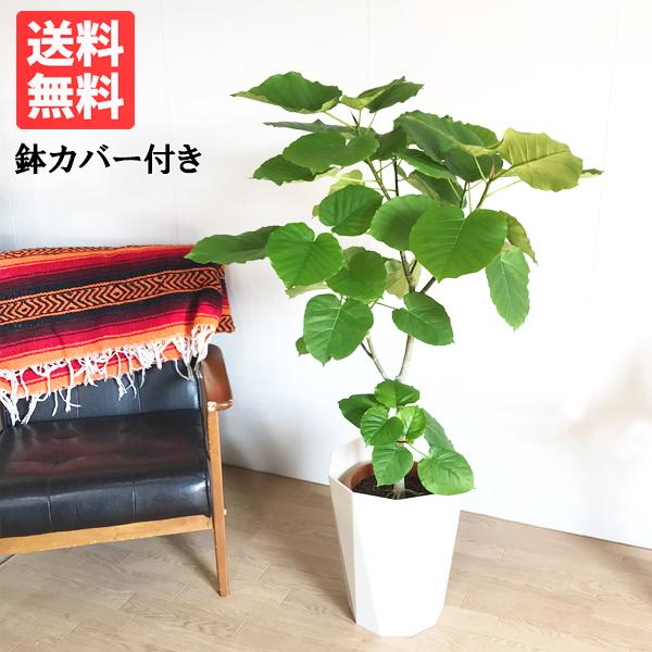 フィカス ウンベラータ ゴムの木 スタイリッシュな白色鉢カバー付 観葉植物 送料無料 ウランベータ Buyee Buyee 日本の通販 商品 オークションの代理入札 代理購入