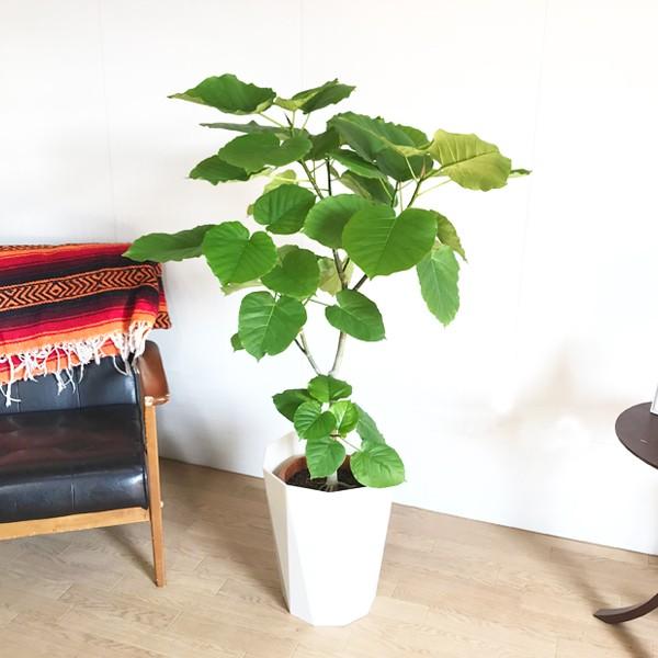 フィカス ウンベラータ ゴムの木 スタイリッシュな白色鉢カバー付 観葉植物 観葉植物 ウンベラータ 送料無料 ウランベータ ウランベータ Unbe8pw 観葉植物のパーフェクトグリーン