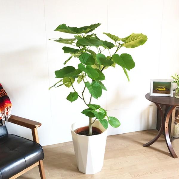 フィカス ウンベラータ ゴムの木 スタイリッシュな白色鉢カバー付 観葉植物 観葉植物 ウンベラータ 送料無料 ウランベータ ウランベータ Unbe8pw 観葉植物のパーフェクトグリーン