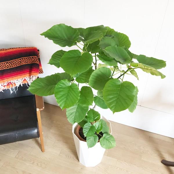 フィカス ウンベラータ ゴムの木 スタイリッシュな白色鉢カバー付 観葉植物 観葉植物 ウンベラータ 送料無料 ウランベータ ウランベータ Unbe8pw 観葉植物のパーフェクトグリーン