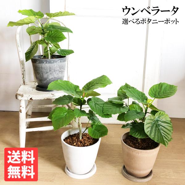 フィカス ウンベラータ ゴムの木 観葉植物 陶器鉢 おしゃれ 美品 限定 観葉植物 フィカス・ウンベラータ ゴム 曲がり スクエア陶器
