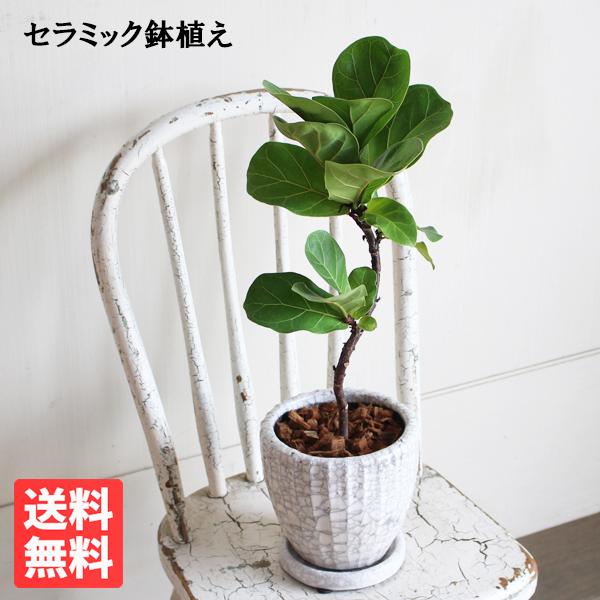 観葉植物　カシワバゴム(フィカス・リラータ)　89cm    鉢と受け皿付き(配送ご相談ください) PLANCHU 観葉植物 フィカス リラータ 3.5号鉢 受け皿付き 育て方説明書