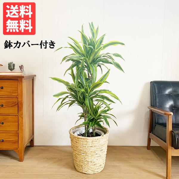 ドラセナ ワーネッキー レモンライム ナチュラル鉢カバー付 観葉植物 送料無料 中型 大型 Waneki8natyu 観葉植物のパーフェクトグリーン 通販 Yahoo ショッピング
