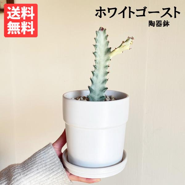ホワイトゴースト 白色陶器鉢植え ユーフォルビア サボテン 多肉植物