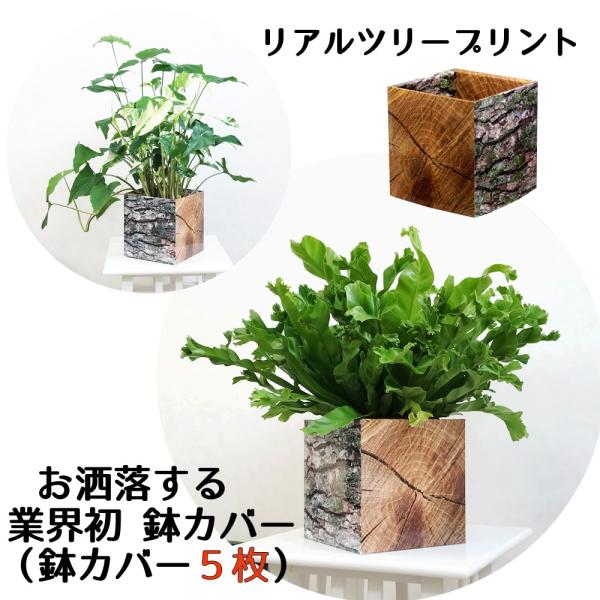  Jo[ Tg ƊE wrapot ۂ  |bg