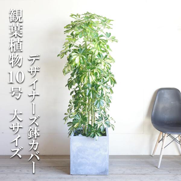 シェフレラ ホンコンカポック 観葉植物 10号 大型 斑入り イエロー