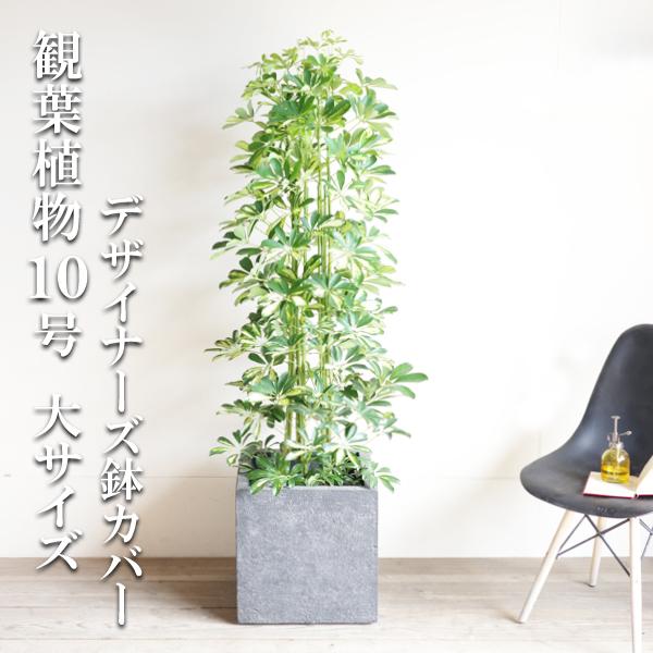 短納期対応 観葉植物 シェフレラ 斑入りホンコン 10号 インテリア鉢カバー オークアンティーク 仕様 高級感溢れる立札 花言葉カード 欧州から輸入の装飾リボン付 送料無料 開店祝い 開業祝い 開院祝い 開局祝い 移転祝い 上場祝い 新築祝い 人気の