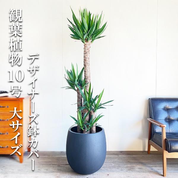 ユッカ 観葉植物 大型 10号 バルーン型 デザイナーズ鉢カバー付き