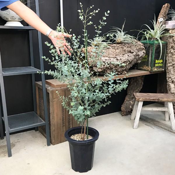 ユーカリ 鉢植え 送料無料 観葉植物 庭木 鉢植え ガーデニング インテリア ユーカリの木 Buyee Buyee 提供一站式最全面最專業現地yahoo Japan拍賣代bid代拍代購服務 Bot Online