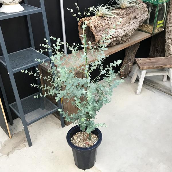 ユーカリ 鉢植え 送料無料 観葉植物 庭木 鉢植え ガーデニング インテリア ユーカリの木 Buyee Buyee 提供一站式最全面最專業現地yahoo Japan拍賣代bid代拍代購服務 Bot Online