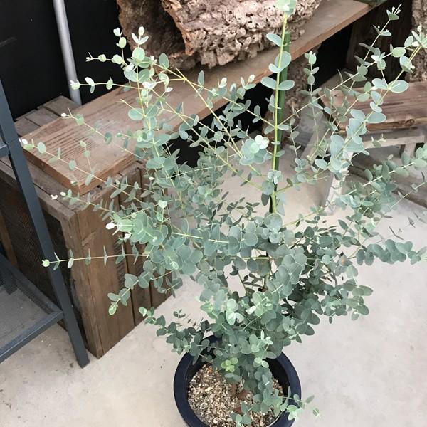 ユーカリ 鉢植え 送料無料 観葉植物 庭木 鉢植え ガーデニング インテリア ユーカリの木 Buyee Buyee 提供一站式最全面最專業現地yahoo Japan拍賣代bid代拍代購服務 Bot Online