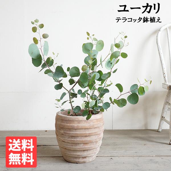 ユーカリ アンティークテラコッタ鉢植え 送料無料 ユーカリの木 鉢植え 観葉植物 ベランダ テラス バルコニー ハーブ 玄関 Yukariboder 観葉植物のパーフェクトグリーン 通販 Yahoo ショッピング