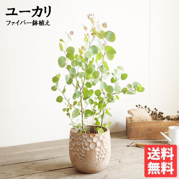 ユーカリ ファイバー鉢植え オレンジブラウン 素焼風 送料無料