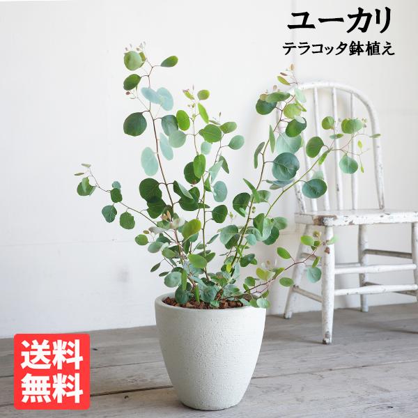 ユーカリ アイボリーテラコッタ鉢植え 送料無料 ユーカリの木 鉢植え