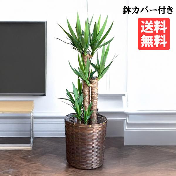 特大 ユッカ 190cm超 多頭 2本仕立て 大型観葉植物 青年の木 手渡し 特大 ユッカ 190cm超 多頭 2本仕立て 大型観葉植物 青年の木
