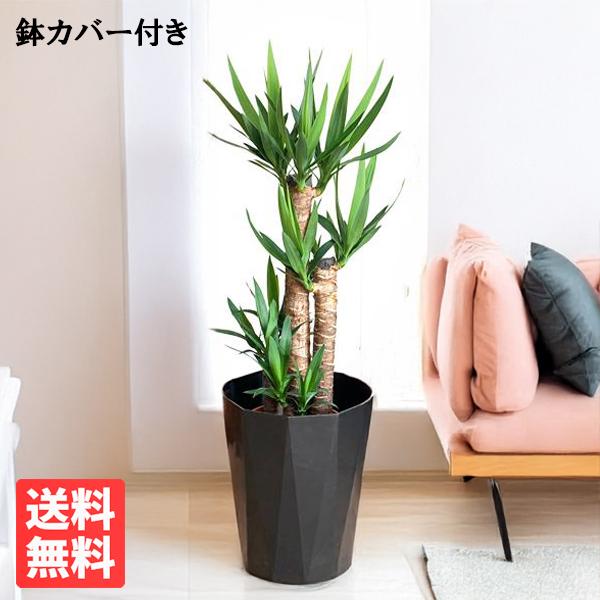ユッカ 8号 スタイリッシュな黒色鉢カバー付き 寒さに強い 観葉植物