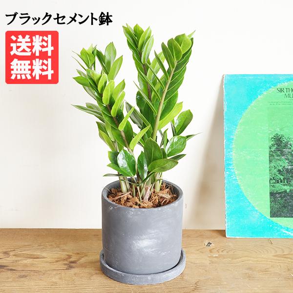 ザミオクルカス ザミフォーリア 陶器鉢植え リッチブラック 黒色陶器鉢 観葉植物 中型 お祝い 高級感あり 送料無料 即日出荷 Zamiobk 観葉植物のパーフェクトグリーン 通販 Yahoo ショッピング