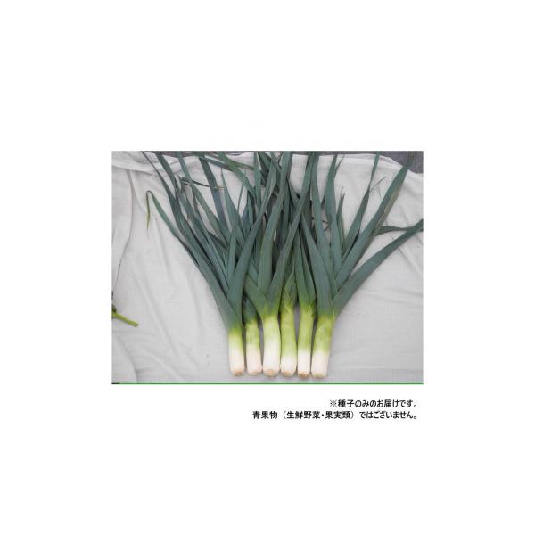 小林種苗 リーキ種子 ガウディ　7233　小袋(50粒)