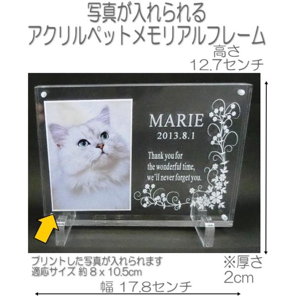 4019ybg̎ʐ^ƖOANʔv tHgt[LNADOG CAT