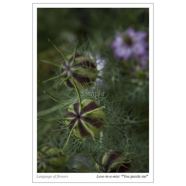 ニゲラの花言葉ポストカード ニゲラの実 Buyee Buyee Japanese Proxy Service Buy From Japan Bot Online