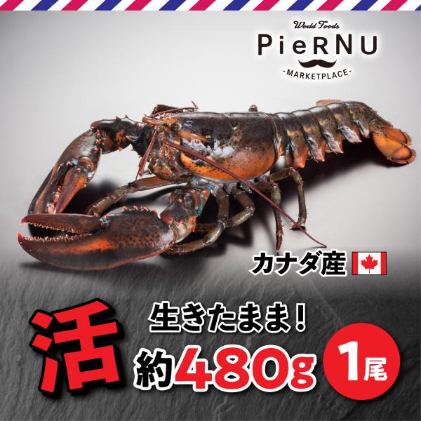 オマール海老 活オマール海老（カナダ産） 1尾(約480g×1） : piernu - 通販