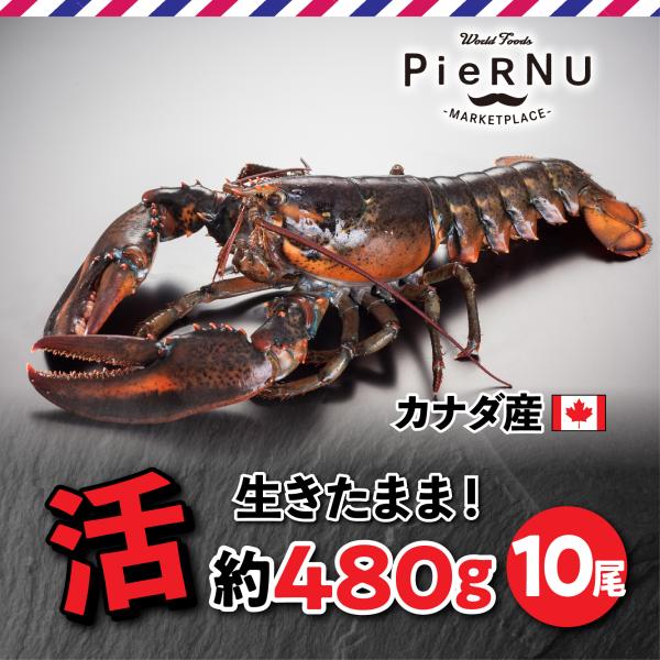 活オマール海老（カナダ産）　10尾(約480g×10）