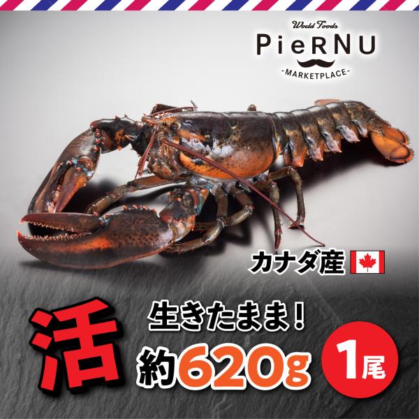 カナダの漁獲シーズンは主に5月〜6月、12月〜1月の4ヶ月です。日本で約40年間オマール海老の普及を行われている企業と提携することで、年間を通じて安定供給が可能になり、新鮮なオマール海老を１尾からお求めいただけます。和名　：　オマール海老英...