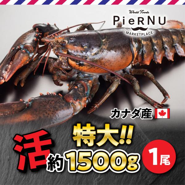 活オマール海老（カナダ産）特大 1尾(約1500g×1） : piernu