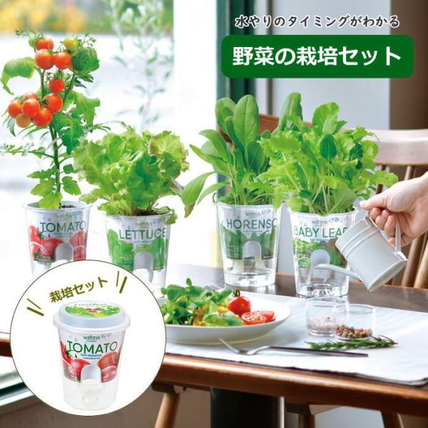 ●Fresh Feel　フレッシュフィール 栽培セット●ポットや土、種などが揃った栽培キットです。園芸初心者でも気軽に栽培に挑戦できます。●側面に注水口がありインナーポットを持ち上げなくても、直接ポットの底に水を注ぐことができる底面給水栽培...