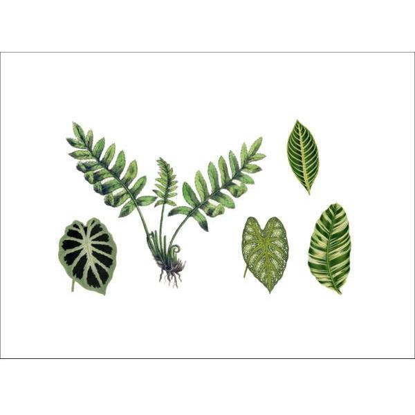 タトゥーシール テンポラリータトゥー 5デザインオーストラリア Pepperink 個性的なアーティストデザイン ヴィンテージボタニカル 葉 デザイン Buyee Buyee 日本の通販商品 オークションの代理入札 代理購入