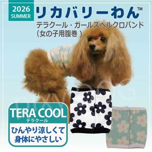 【ネコポス発送可】犬服 クークチュール 2026 テラクール ガールズベルクロバンド クールクール リカバリーわん 冷感 ベルト 防虫 蚊 ダニ 抗菌 消臭 UVカット