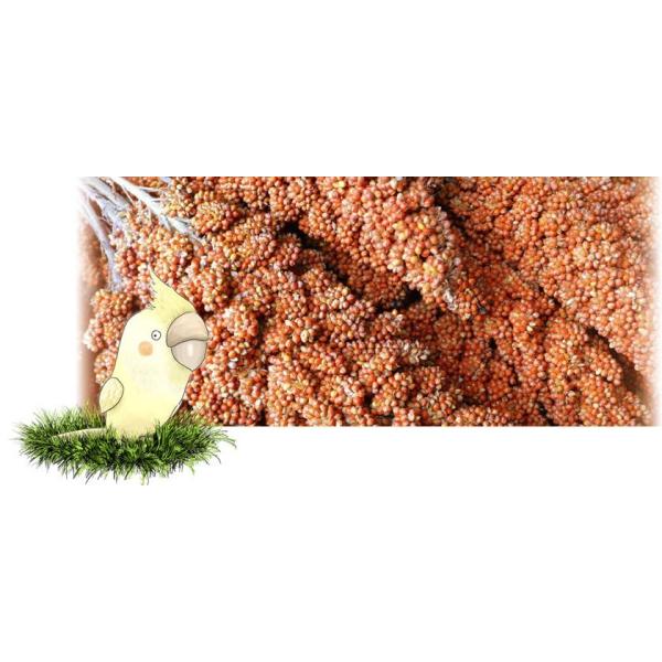 フランス産紅粟の穂 1kg×10 粟