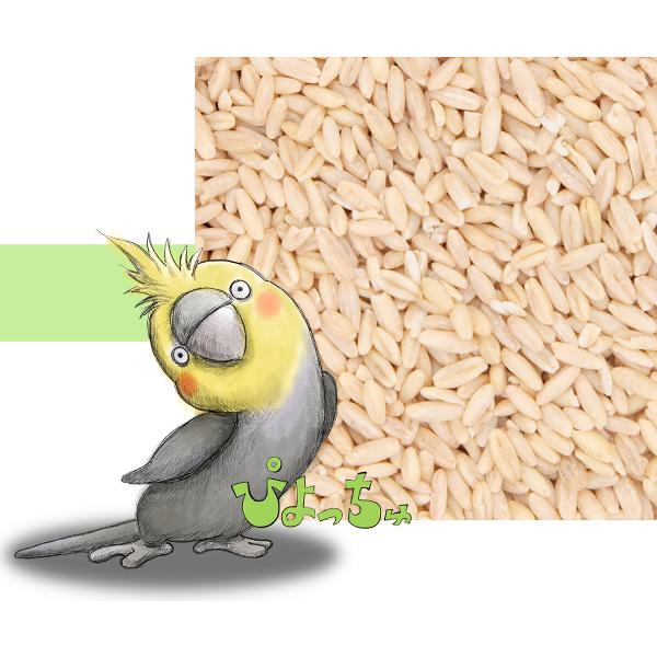 鳥さん、ムキオーツ大好きだよね。