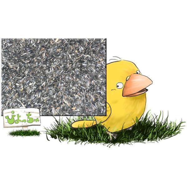 �j�K�[�V�[�h�@500����1