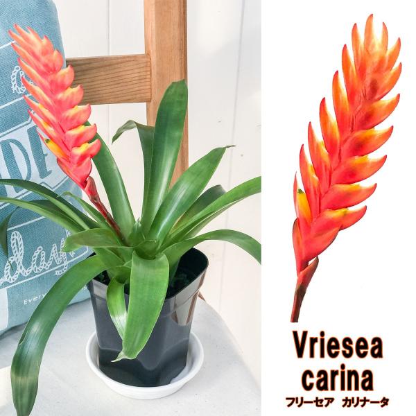 観葉植物 ブロメリア フリーセア カリナータ インコアナナス 4号鉢 Vriesea Carinata 0002 プランチュ Yahoo 店 通販 Yahoo ショッピング