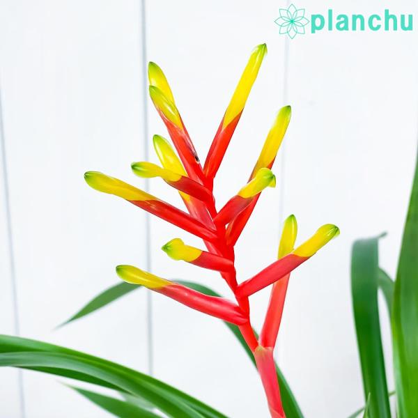 観葉植物 ブロメリア グズマニア ディシティフローラ メジャー 4号鉢 開花株 受け皿付き Guzmania Dissitiflora Major 珍しい レア種 0004 プランチュ Yahoo 店 通販 Yahoo ショッピング
