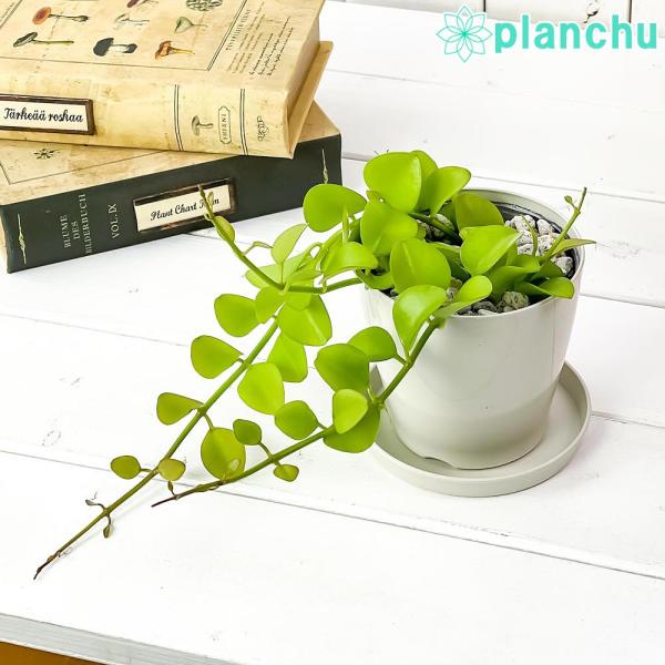 観葉植物 ディスキディア ヌンムフォリア 3 5号鉢 受け皿付き 育て方説明書付き Dischidia Buyee Buyee 日本の通販商品 オークションの代理入札 代理購入