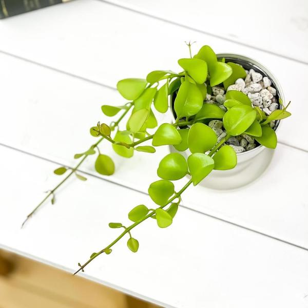 観葉植物 ディスキディア ヌンムフォリア 3 5号鉢 受け皿付き 育て方説明書付き Dischidia Buyee Buyee 日本の通販商品 オークションの代理入札 代理購入