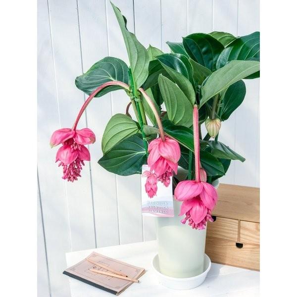 熱帯花木 メディニラ マグニフィカ フラメンコ 7号鉢 受け皿付き 育て方説明書付き Medinilla Magnifica Flamenco 観葉植物 鉢花 Buyee Buyee Japanese Proxy Service Buy From Japan Bot Online