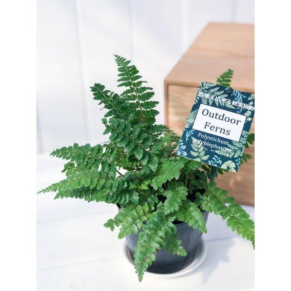 観葉植物 シダ ポリスティカム ポリブレファラム 3 5号ポット Polystichum Polyblepharum 200045 プランチュ Yahoo 店 通販 Yahoo ショッピング